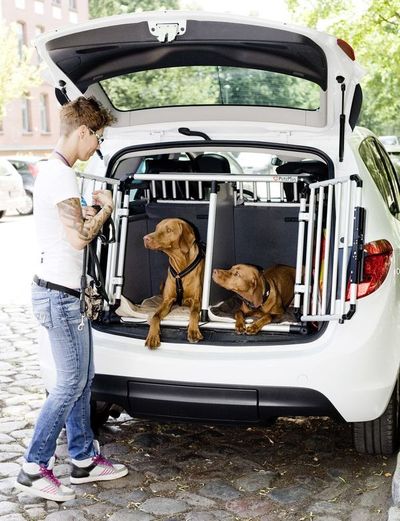 Cómo hacer para que el perro viaje más seguro en coche - Mascotas - ABC Color