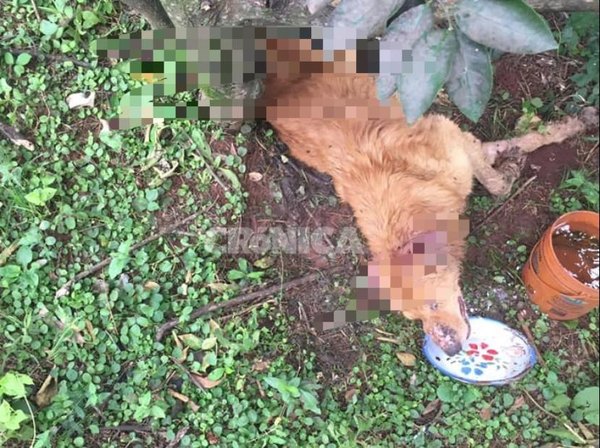 Animaleros pelean por el primer juicio oral por maltrato animal | Crónica
