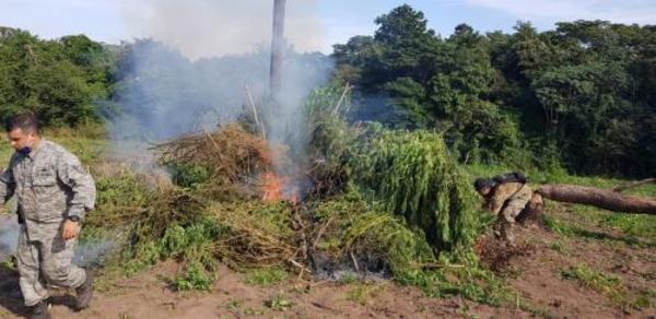 SENAD anuló más de 16 toneladas de Marihuana en Caaguazú