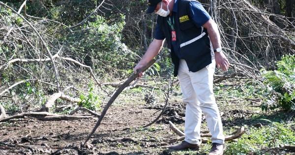 Luque: intervienen matadero por presunta faena de caballos