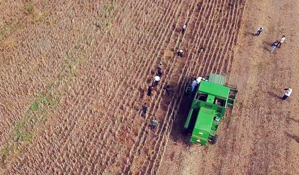 Futuro de la industria aceitera no es auspicioso, dice Cappro - Nacionales - ABC Color