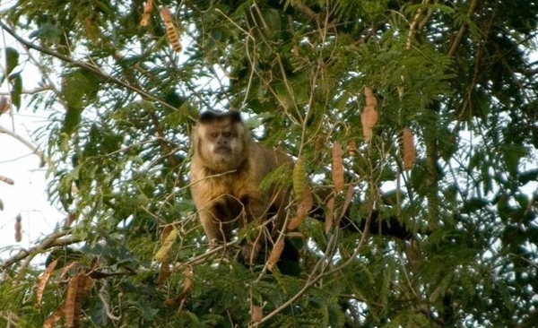 HOY / Instan a no tocar monos muertos o enfermos ante alerta de fiebre amarilla