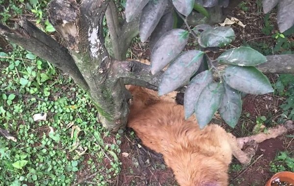 Animaleros, en lucha por caso emblemático | Crónica