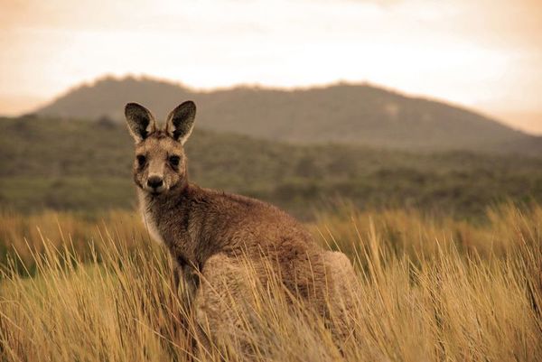 Un hombre dejó suelto a un canguro que tenía como mascota - Mascotas - ABC Color
