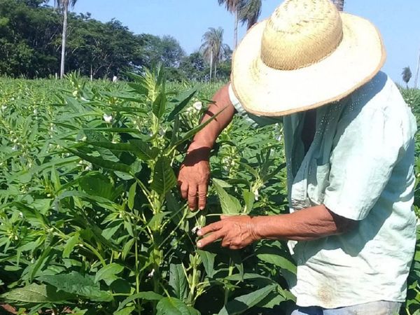 Sesameros describen un año próspero a pesar de crisis