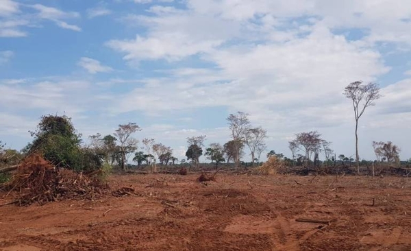 HOY / Imputan a un hombre por presunta deforestación de 1000 hectáreas en San Pedro