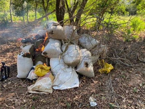 Senad destruyó 2.500 kilos de marihuana en el distrito de Karapaí