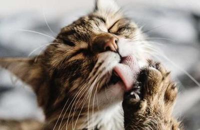 ¿Por qué tu gato parpadea lentamente frente a ti? - C9N