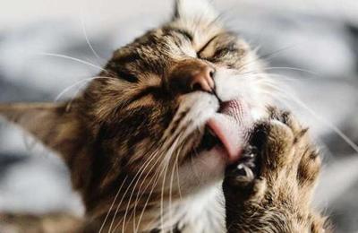 ¿Por qué tu gato parpadea lentamente frente a ti? - SNT