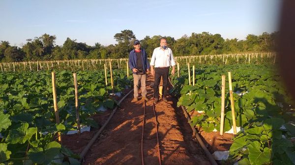 Productores denuncian ingreso de tomate de contrabando  - ABC en el Este - ABC Color