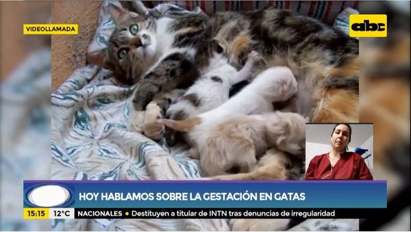 Cómo es la gestación en los gatos - Ensiestados - ABC Color