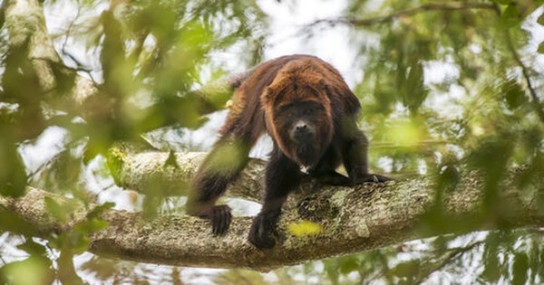 Hallan monos enfermos en reserva de Itaipú y activan alerta de fiebre amarilla