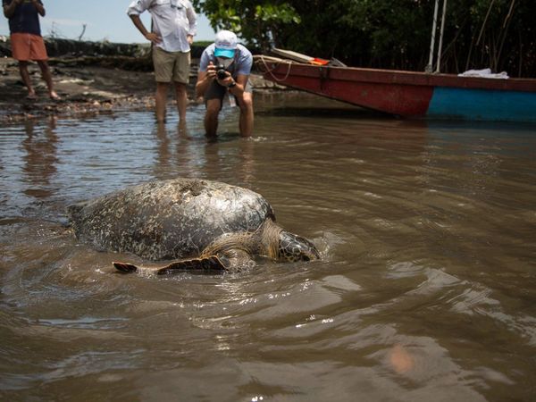 Liberan a tortuga verde tras 9 meses de recuperación