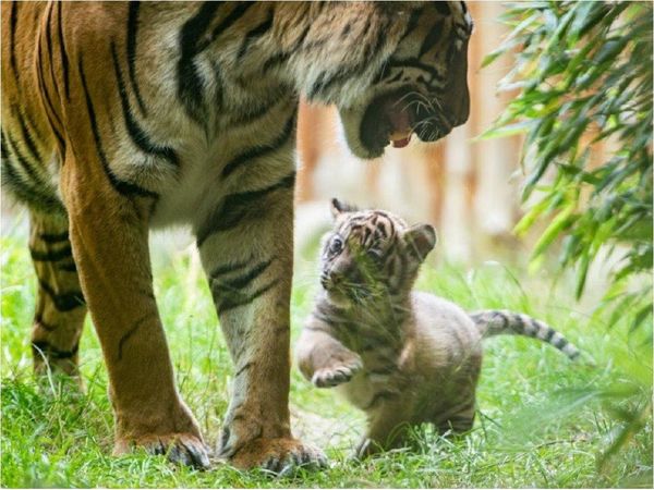 Nace un raro ejemplar de tigre de Sumatra en un zoo de Polonia