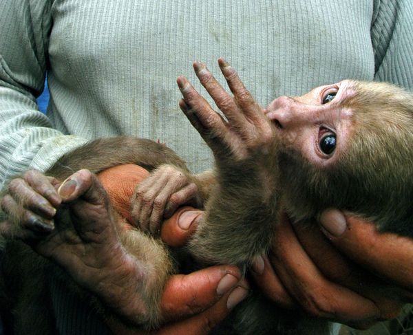 Liberan a 93 especies silvestres en reserva del norte de Ecuador » Ñanduti