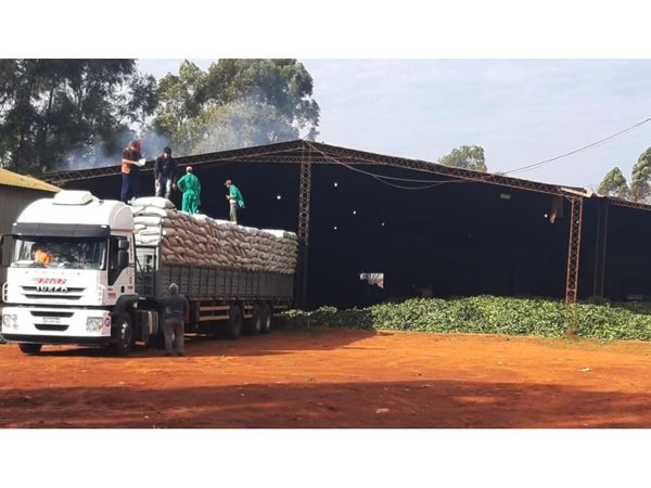 Pequeños productores exportan 400 toneladas de yerba a la Argentina
