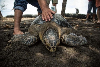 Liberan a tortuga verde en Pacífico de Guatemala tras 9 meses de recuperación » Ñanduti