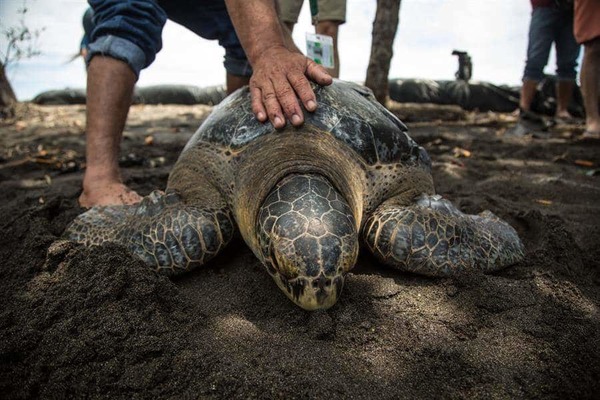 Liberan a tortuga verde en Pacífico de Guatemala tras 9 meses de recuperación » Ñanduti