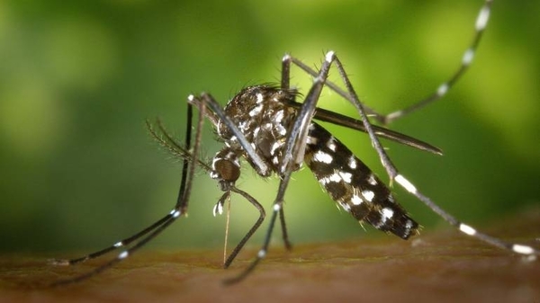 HOY / ¿COVID-19 se transmite por mosquito?: investigación ratifica que no