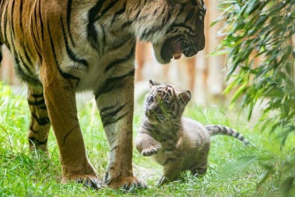 Nace un raro ejemplar de tigre de Sumatra en un zoo de Polonia - Digital Misiones
