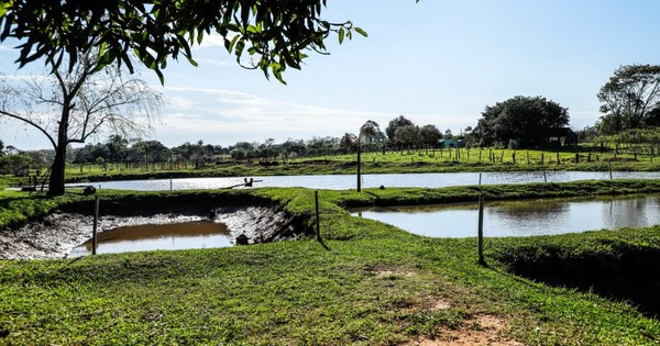 Humilde familia de Caazapá se destaca en producción de tilapias