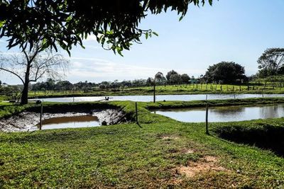 Emprendedores de Caazapá crecen con cría de tilapias pese a las dificultades - Nacionales - ABC Color