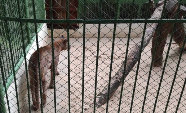 HOY / Liberan en refugio a puma que era tenido como mascota en Salto del Guairá