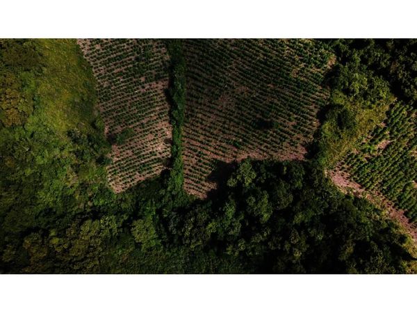 En dos operativos se destruyen 9 ha. de marihuana en zonas boscosas de Caaguazú