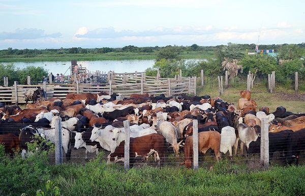 En Alto Paraguay, el hato ganadero creció 700% - Nacionales - ABC Color