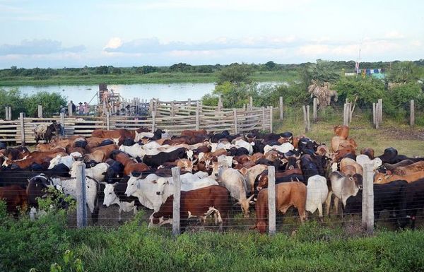 En Alto Paraguay, el hato ganadero creció 700%