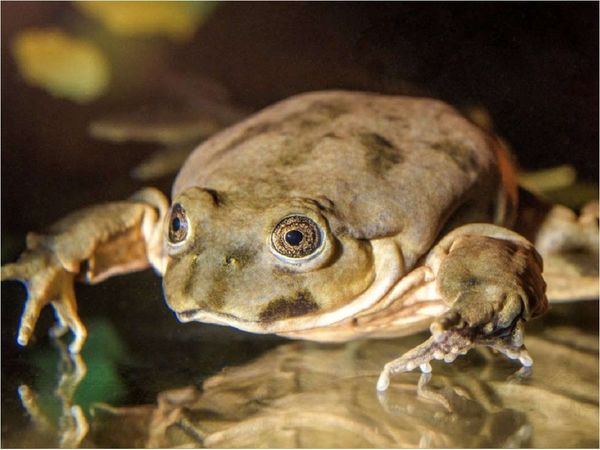 Científicos preservarán a la rana gigante del lago Titicaca