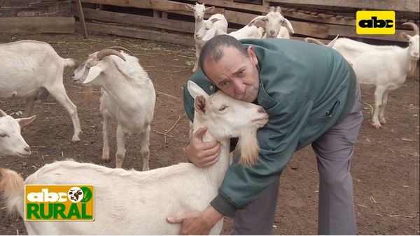 Abc Rural: Propiedades de la leche de cabra - ABC Rural - ABC Color