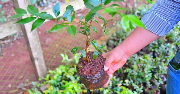 Itaipú entregó 2.500 plantines a comunidades indígenas