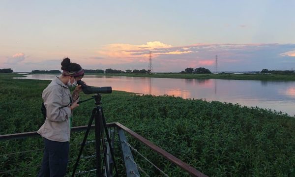 Técnicos de ITAIPU registran al vencejo de cascada, añuma y otras emblemáticas aves durante censo