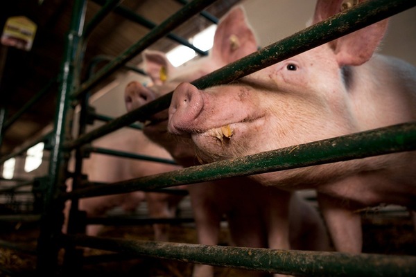 Cría de cerdos en América Latina: ¿oportunidad o trampa? - El Trueno