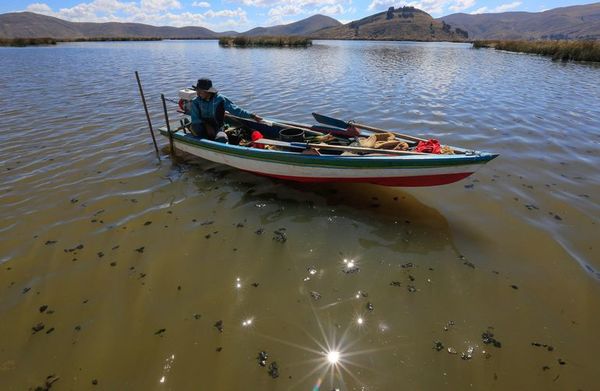 Varios países se unen para estudiar a la emblemática rana del lago Titicaca - Ciencia - ABC Color