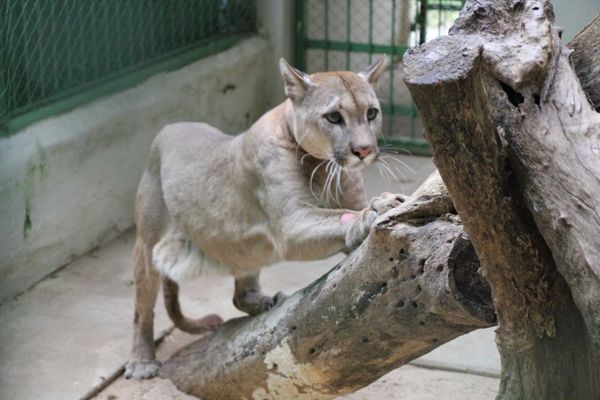 Un ''puma concolor'' es nuevo integrante del Refugio Faunístico Atinguy de la EBY - Digital Misiones