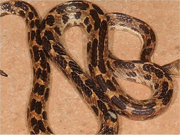 Cuba informó sobre el descubrimiento de una nueva serpiente