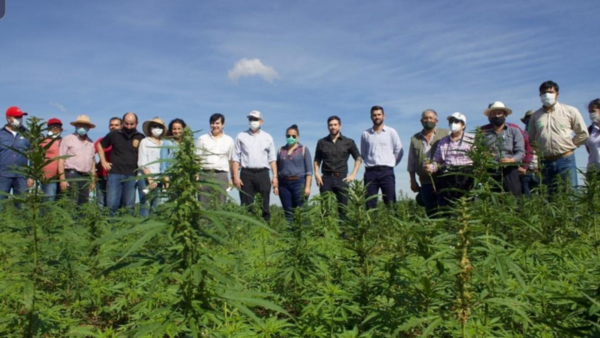 Productores de cannabis piden despolitizar cultivo de la planta