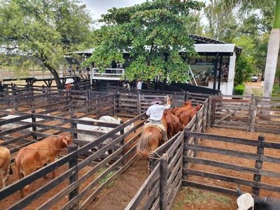 Entre Martillos rotará los recintos feriales en los remates de consumo