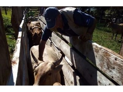 Senacsa inició 2ª    vacunación contra la aftosa en Itapúa