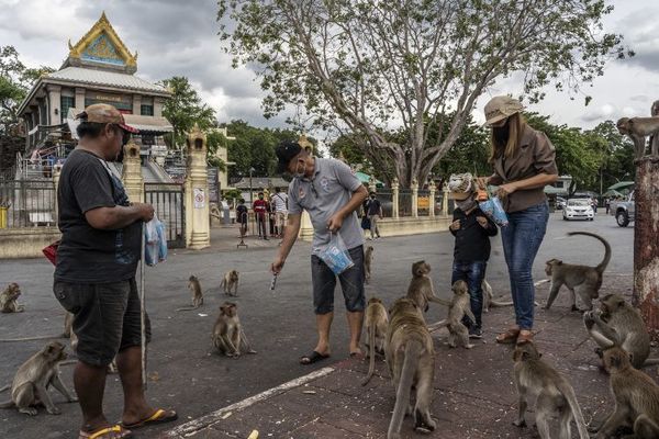 Cómo se vive en la ciudad de Tailandia que fue invadida por más de 8 mil monos