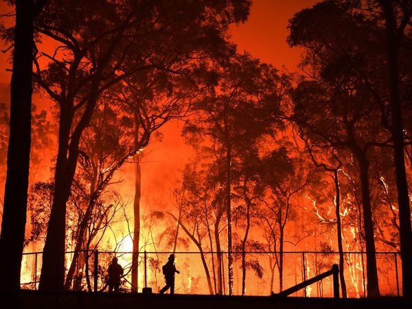 Australia: Unos 3.000 millones de animales, víctimas de los incendios