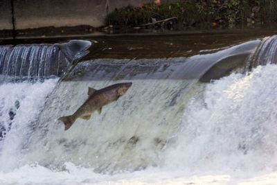 Los peces migradores de agua dulce reducen su número un 76 % en cinco décadas » Ñanduti