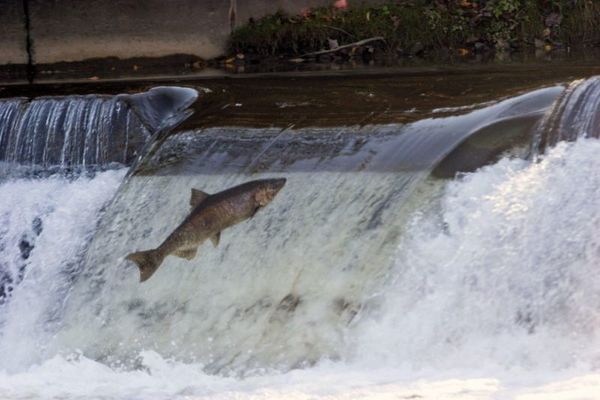 Los peces migradores de agua dulce reducen su número un 76 % en cinco décadas » Ñanduti