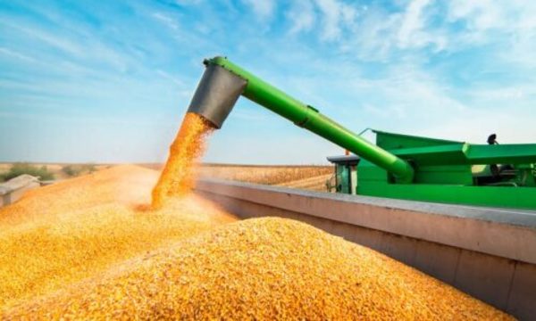 » Hay buenos rendimientos de maíz, pero poca expectativa en la suba de precios