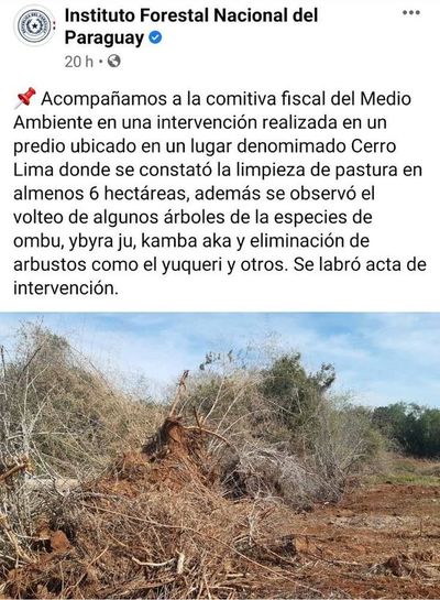 Infona minimiza un caso de deforestación en Corpus Christi - Nacionales - ABC Color