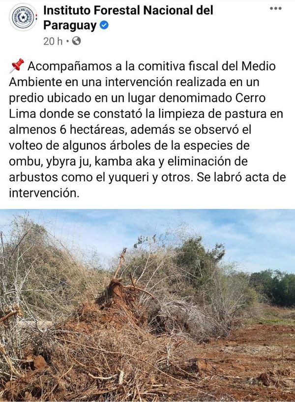 Infona minimiza un caso de deforestación en Corpus Christi - Nacionales - ABC Color