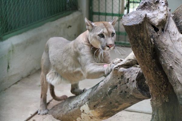 El Refugio Faunístico “Atinguy” de Yacyretá cuenta con un nuevo ejemplar macho de Puma Concolor - El Trueno