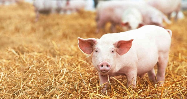 Alerta en Brasil por una nueva gripe porcina que se transmite a los humanos y puede generar una pandemia